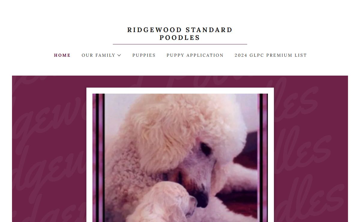Ridgewood Poodles - Standard Poodles, Standard Poodles, Puppies