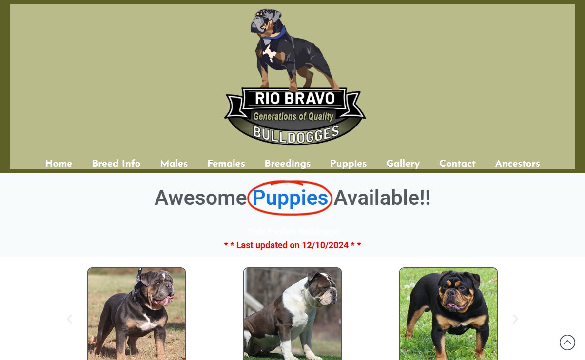 Olde English Bulldogges - Rio Bravo Bulldogges