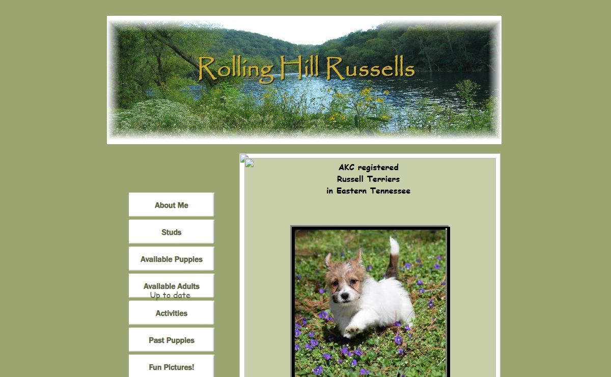 Rolling Hill Russells: short legged Jack Russell Terriers in Tennessee