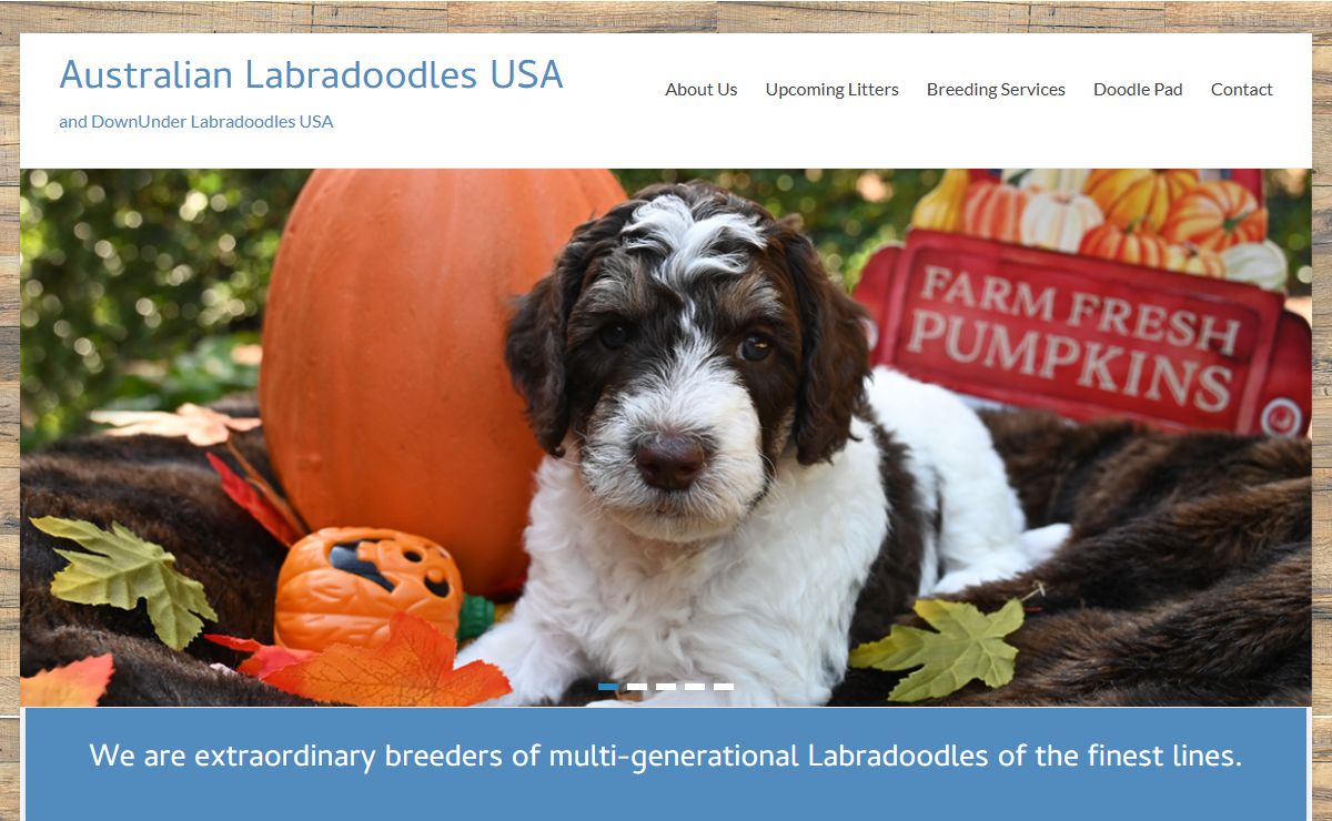 Australian Labradoodle - Our dogs have soft, allergy-friendly fleece coats