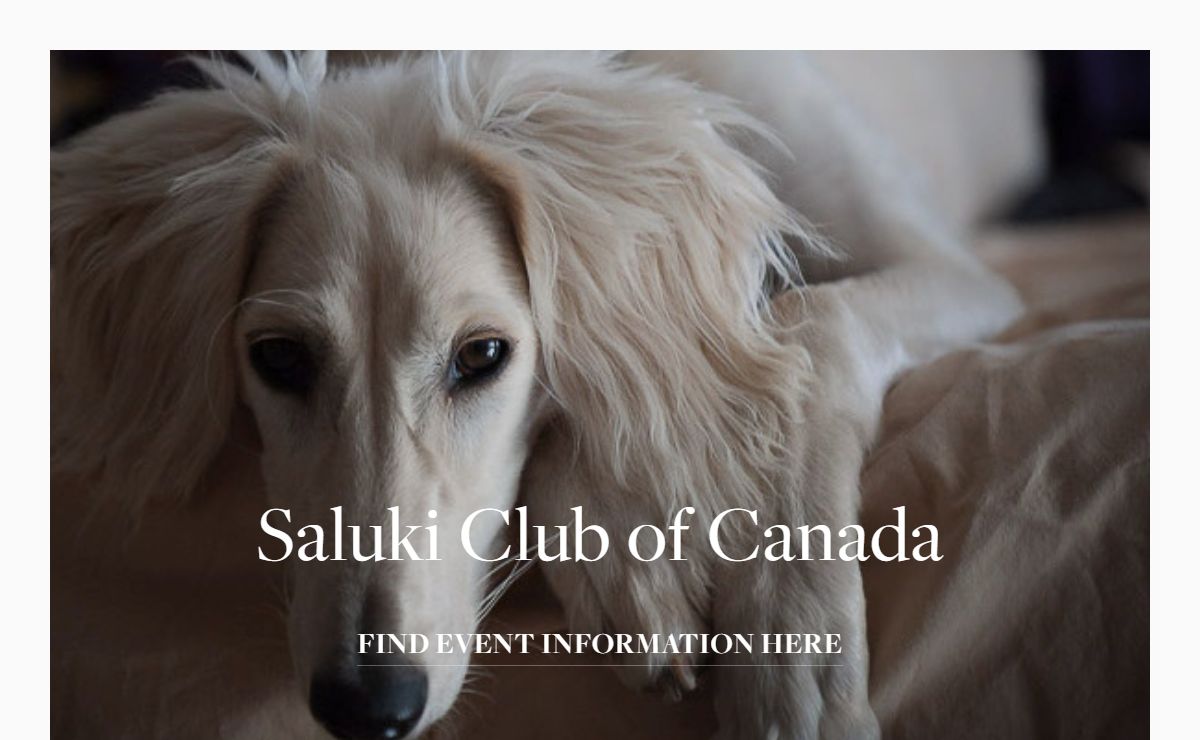 Saluki Club of Canada