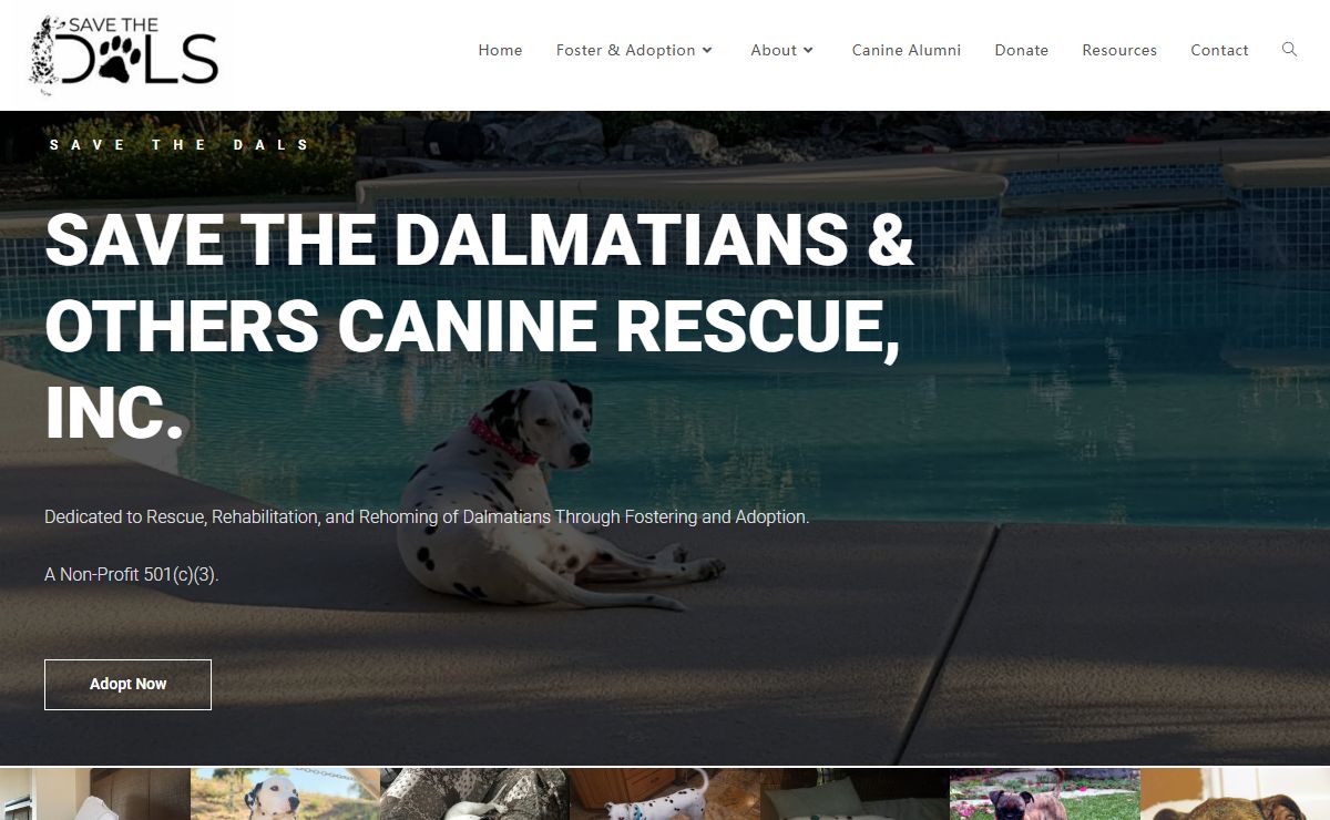 SAVE THE DALMATIANS & OTHERS CANINE RESCUE, INC. – Dedicated to Rescue, Rehabilitation & Re-homing of Dalmatians Through Fostering & Adoption