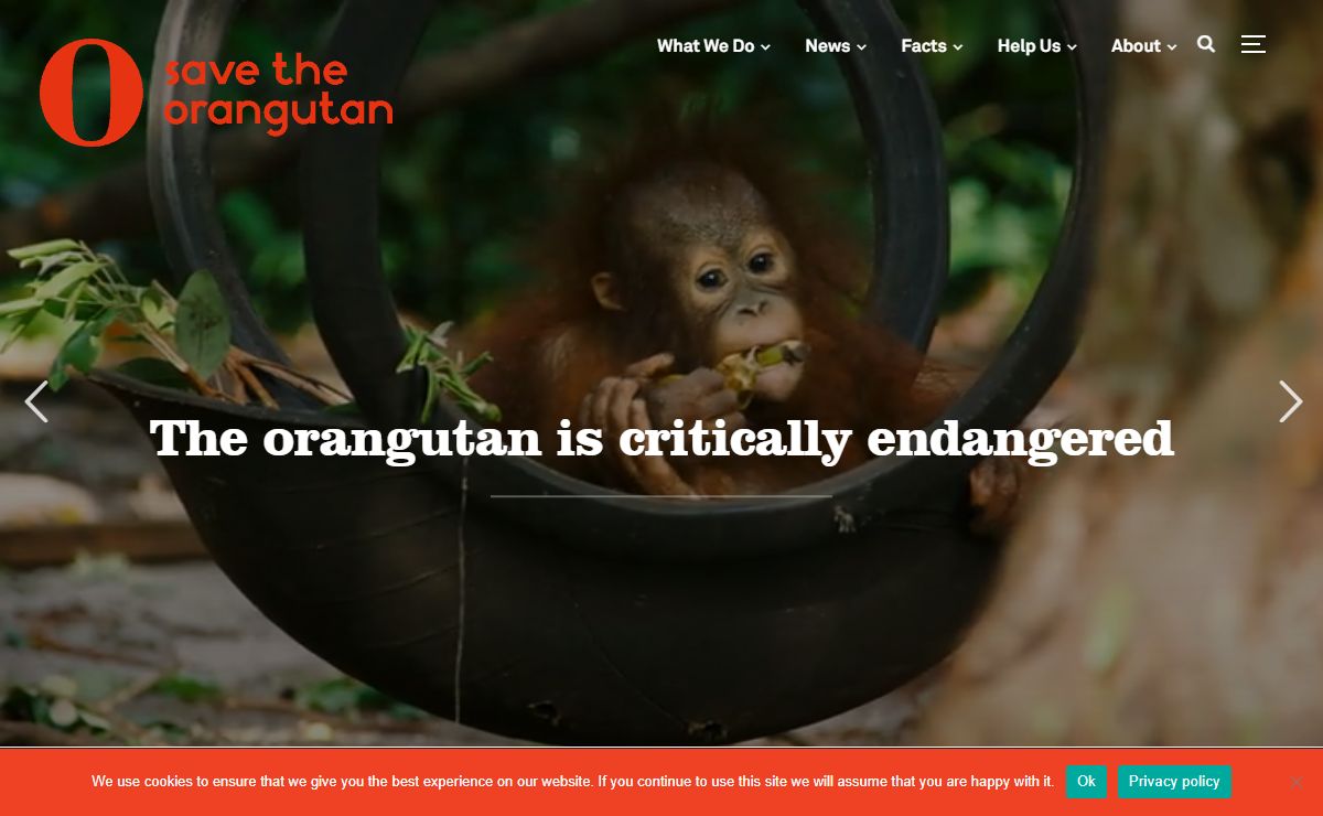Save the Orangutan