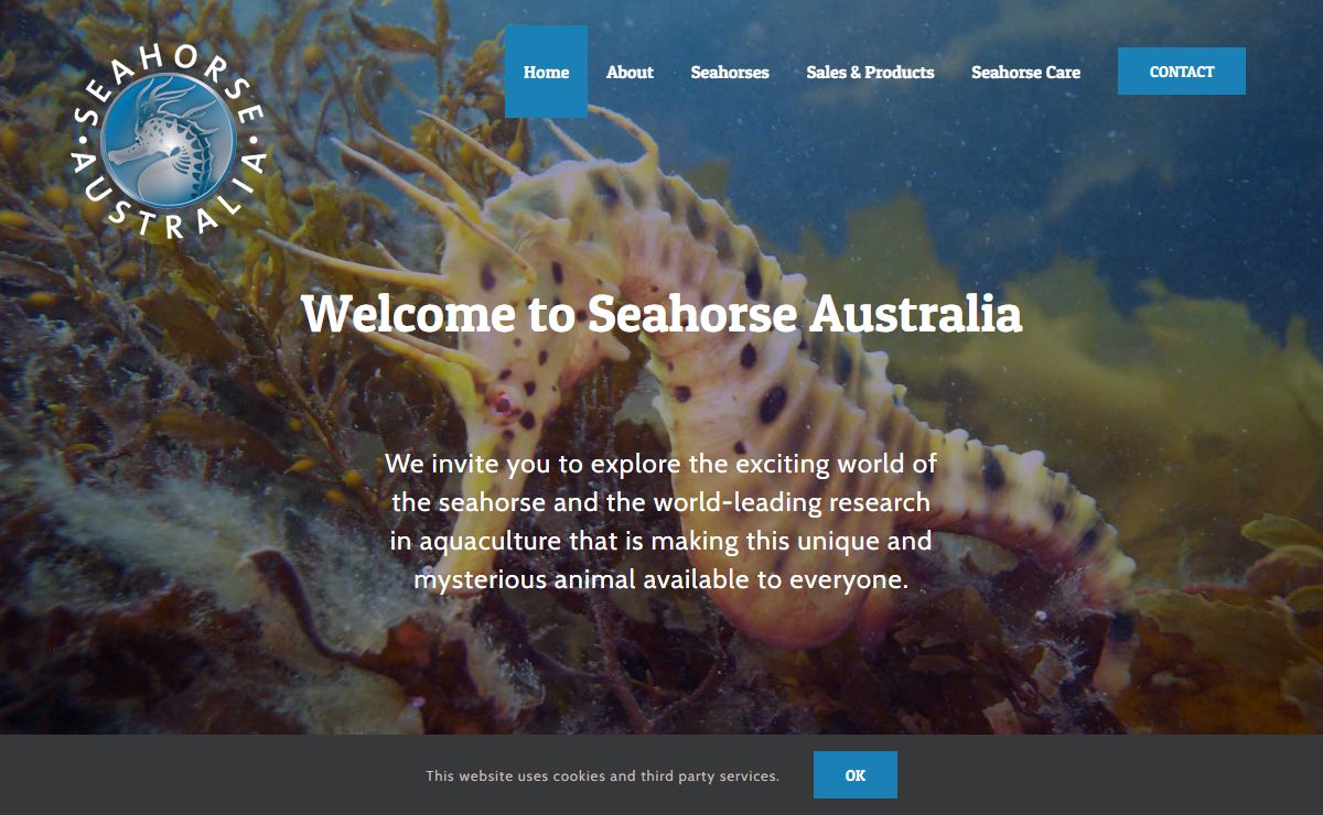 Australian Seahorses ⋆ Seahorse Australia | Bulk breeders & exporters of seahorses