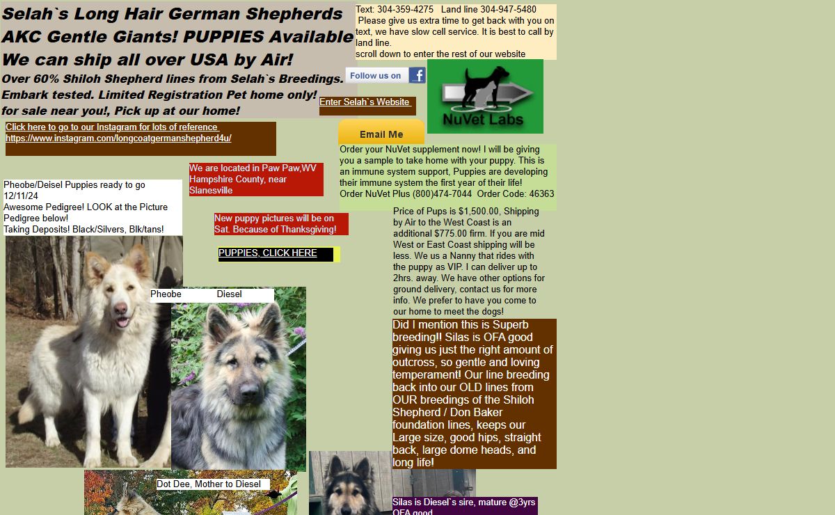 Selah`s Long Hair German Shepherds
