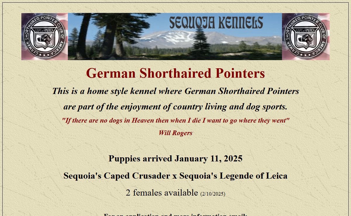 German Shorthaired Pointers