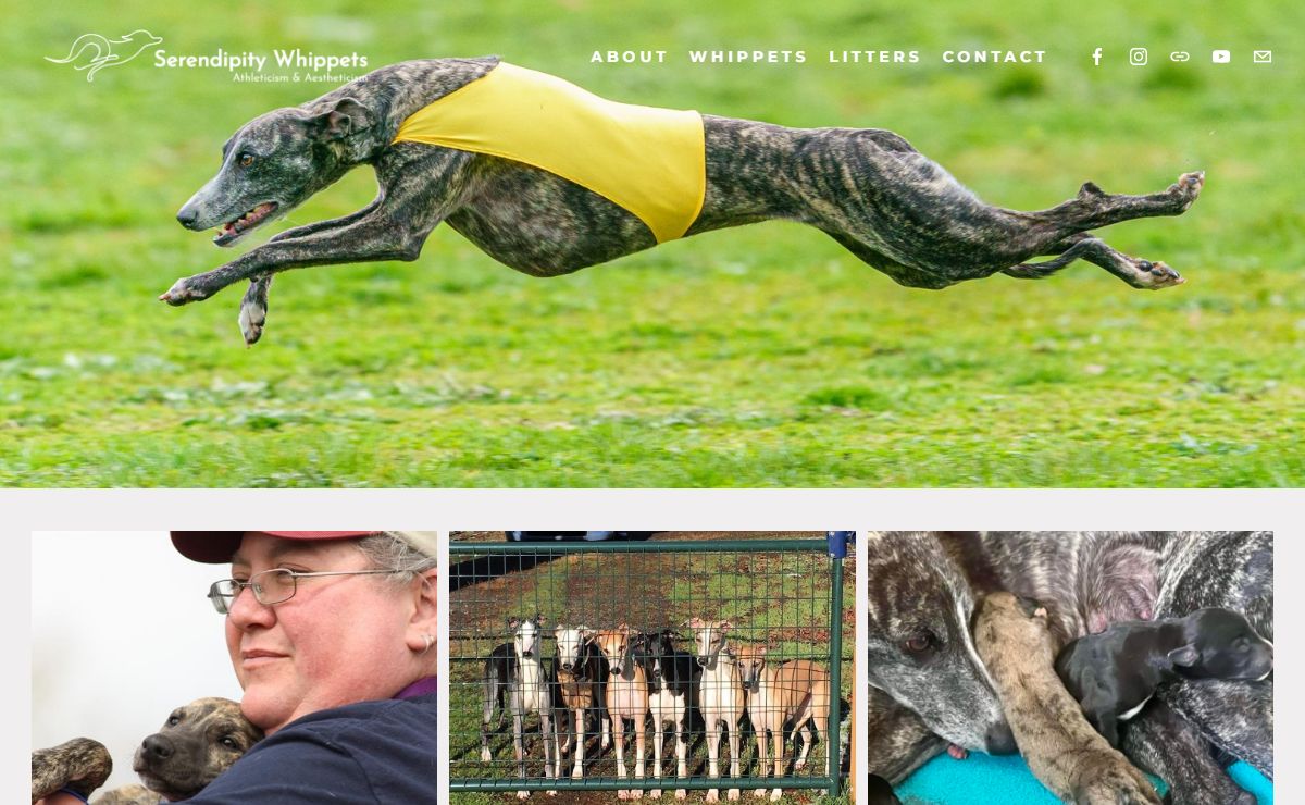 Serendipity Whippets