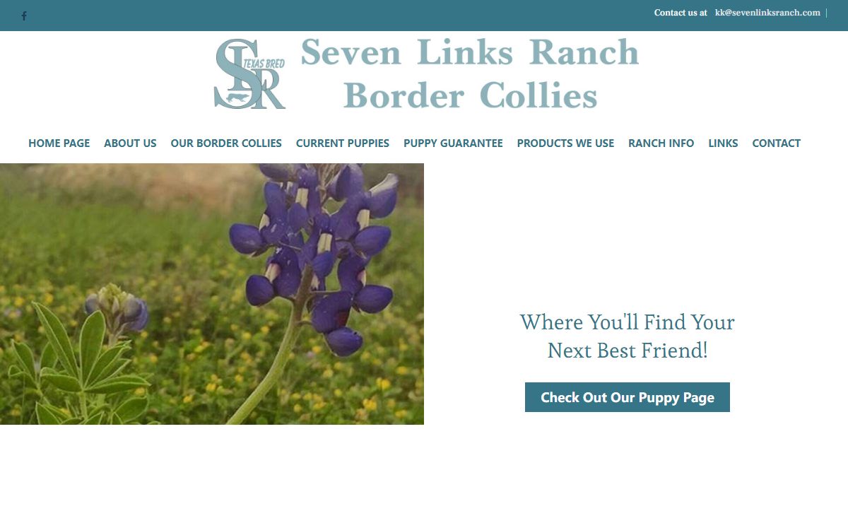 Home Page - Seven Links Ranch Border Collies