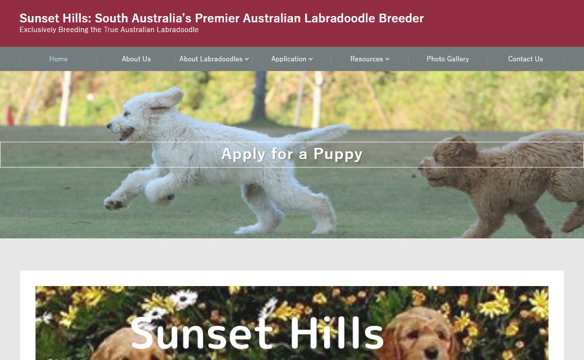 Sunset Hills: South Australia’s Premier Australian Labradoodle Breeder – Exclusively Breeding the True Australian Labradoodle