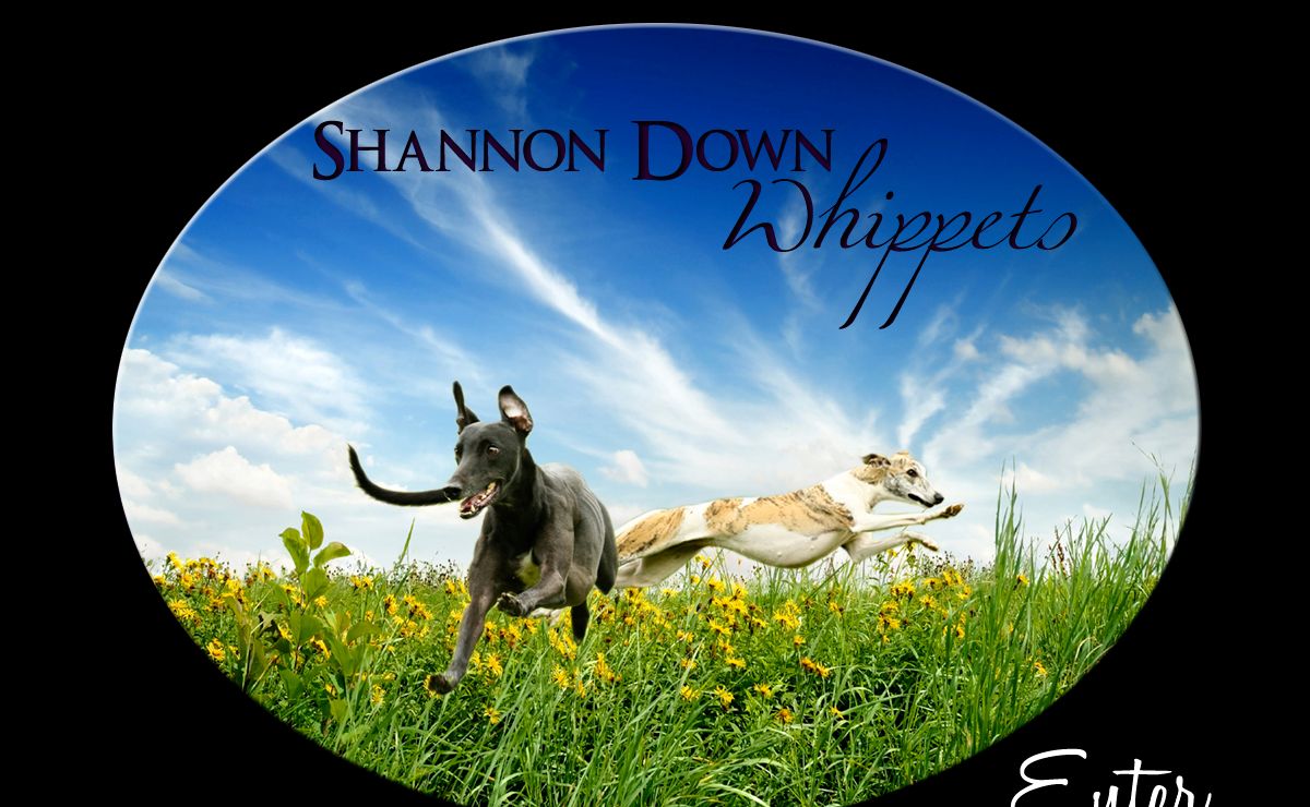 Shannon Down Whippets - Whippet breeders in South Carolina