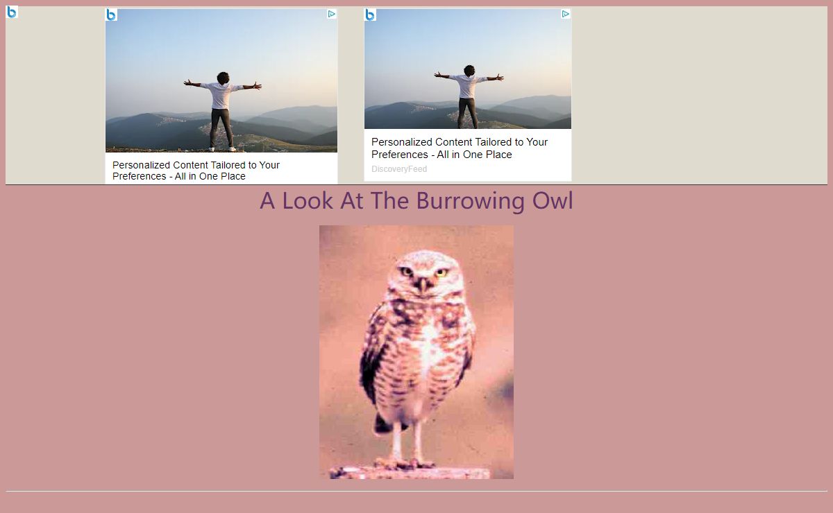 A Look At The Burrowing Owl
