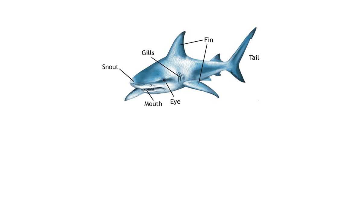 shark.armchair.mb.ca