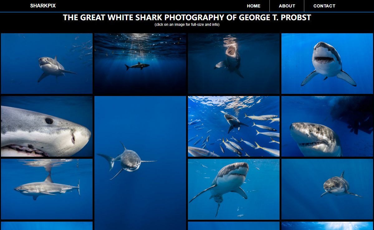 Great White Shark Photography of George T. Probst