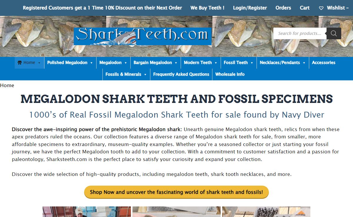 Megalodon Shark Teeth for Sale | Sharksteeth.com