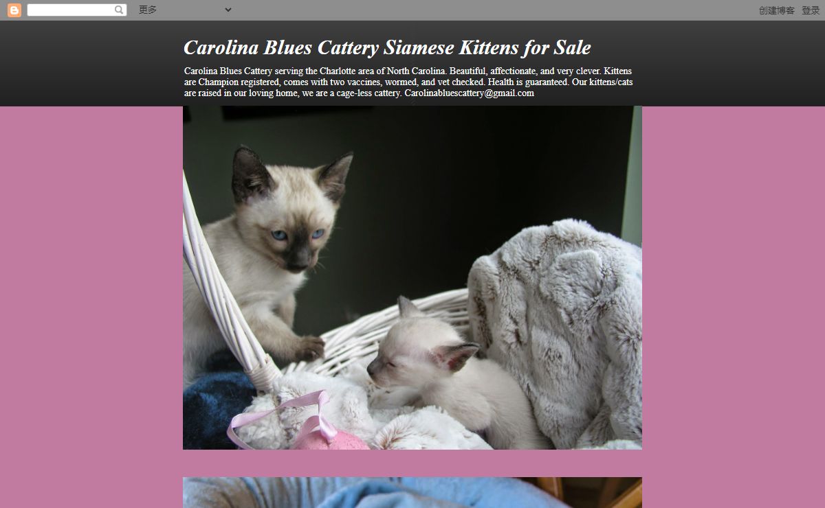 Carolina Blues Cattery Siamese Kittens for Sale