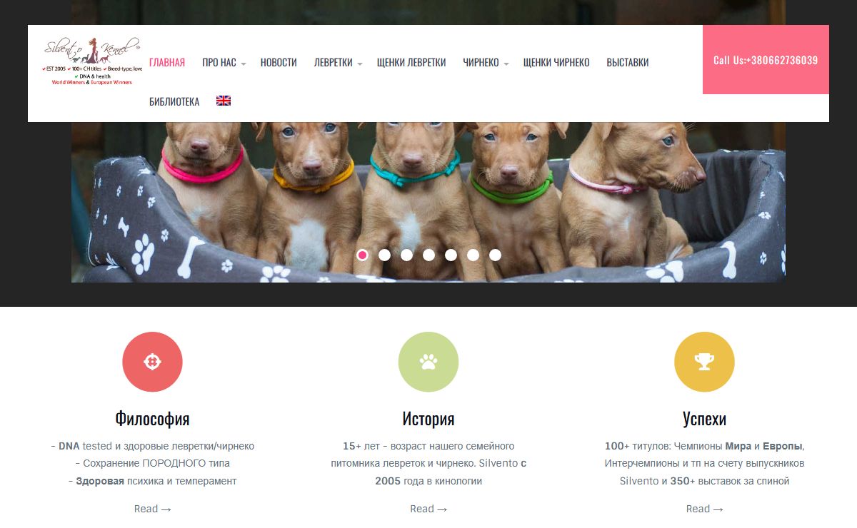 Левретка, italian greyhound, Чирнеко дель Этна | SILVENTO