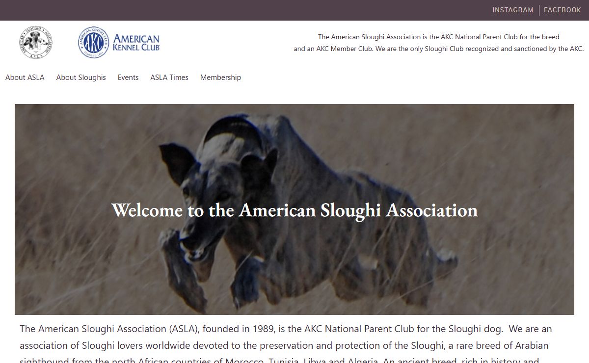 Welcome to the American Sloughi Association - AKC National Parent Club for the Sloughi Welcome to the American Sloughi Association American Sloughi Association-AKC National Parent Club for the Sloughi AKC National Parent Club for the Sloughi