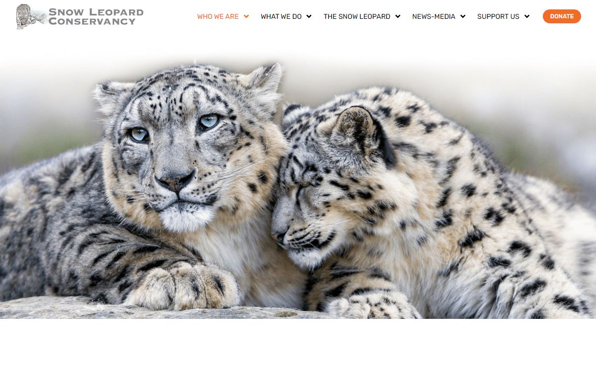 Snow Leopard – Saving Snow Leopards for + 20 years