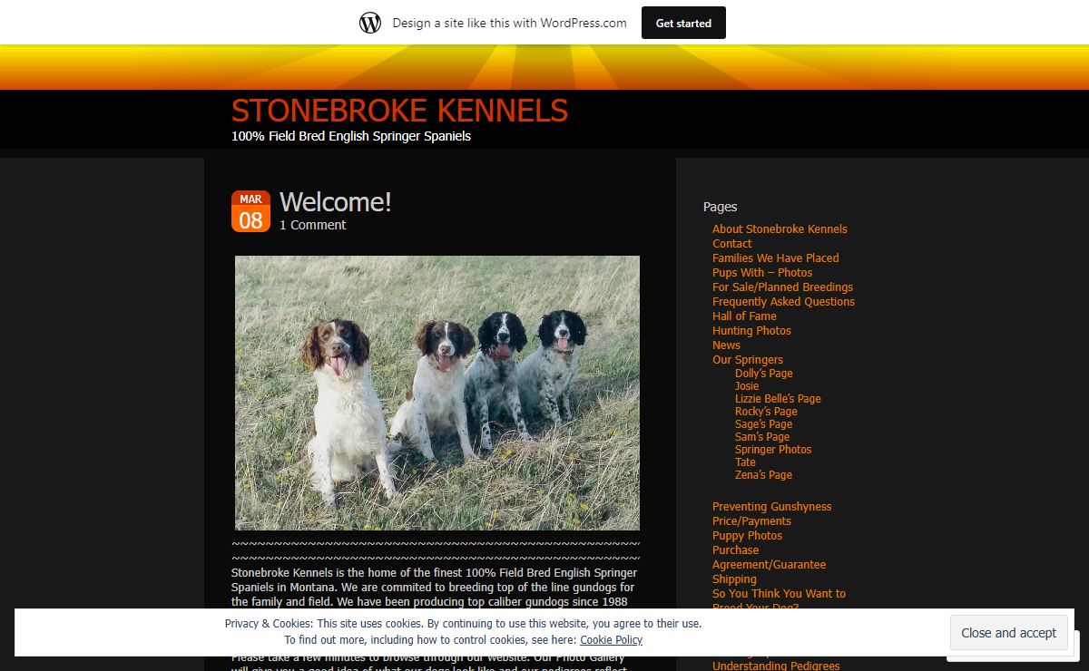 Stonebroke Kennels | 100% Field Bred English Springer Spaniels