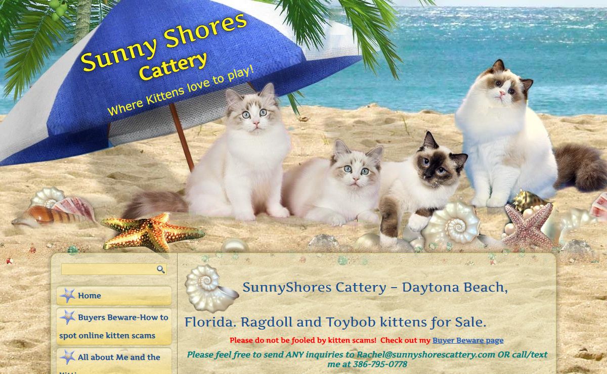 Premier Ragdoll Breeder in Florida. Home raised, show and pet quality kittens. Ragdoll kittens for sale Florida.