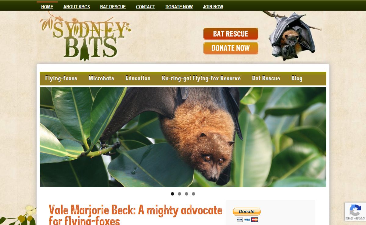 sydneybats | sydneybats