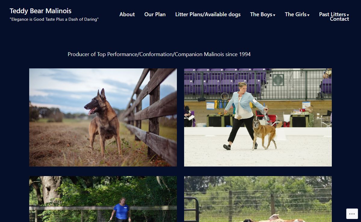 Teddy Bear Malinois – "Elegance is Good Taste Plus a Dash of Daring"