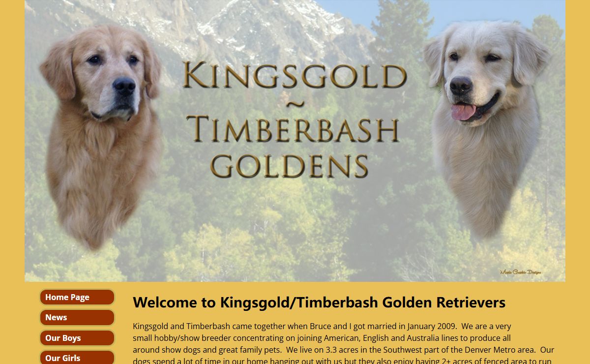 Timberbash/Kingsgold – Golden Retrievers – Golden Retrievers, Denver, Colorado
