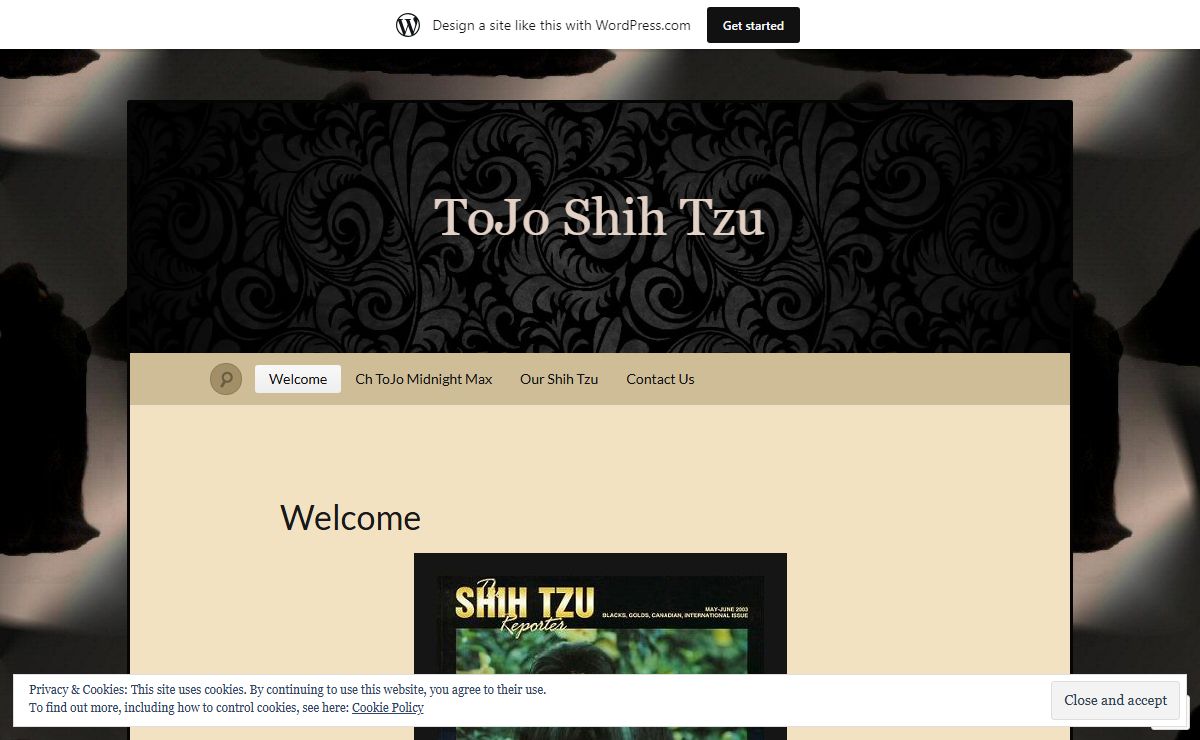 ToJo Shih Tzu