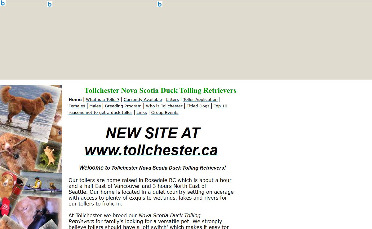 Tollchester : Nova Scotia Duck Tolling Retrievers : Tollers