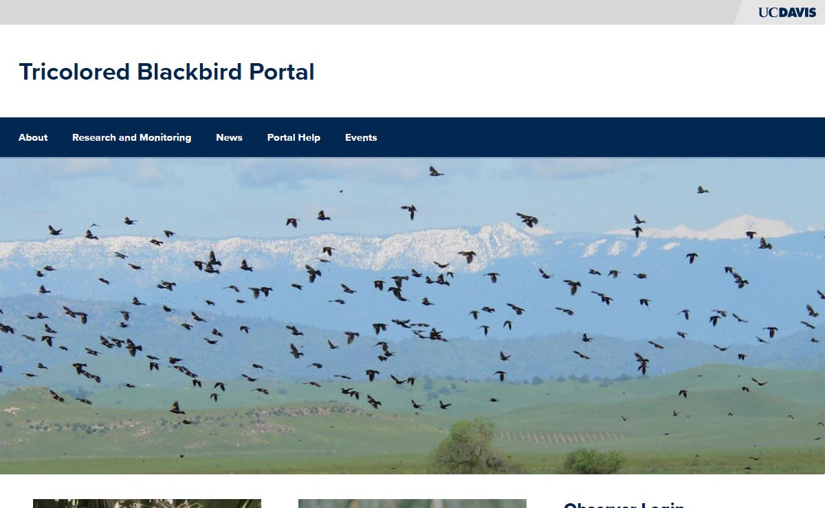 Tricolored Blackbird Portal