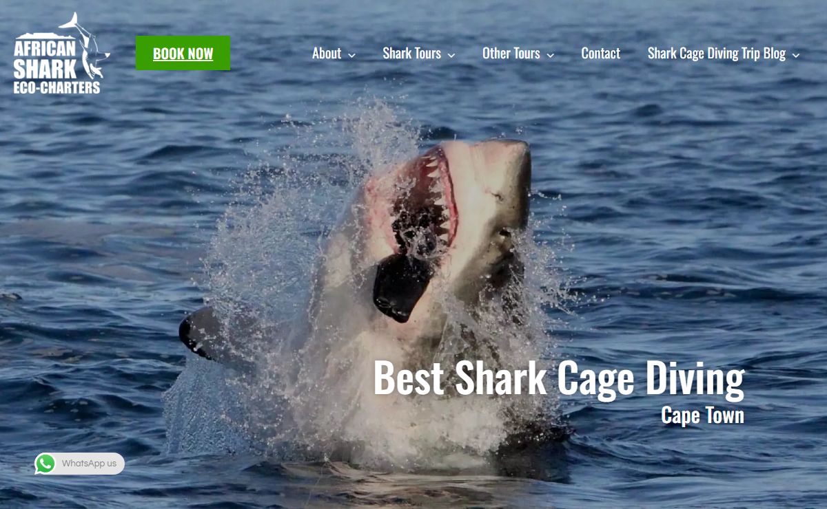 Best Shark Cage Diving Cape Town with Scuba experience