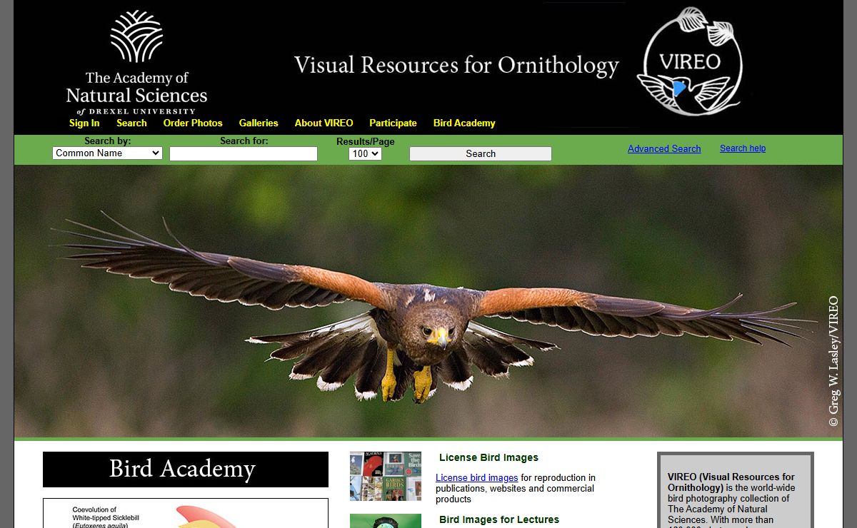VIREO Bird photos - bird images worldwide