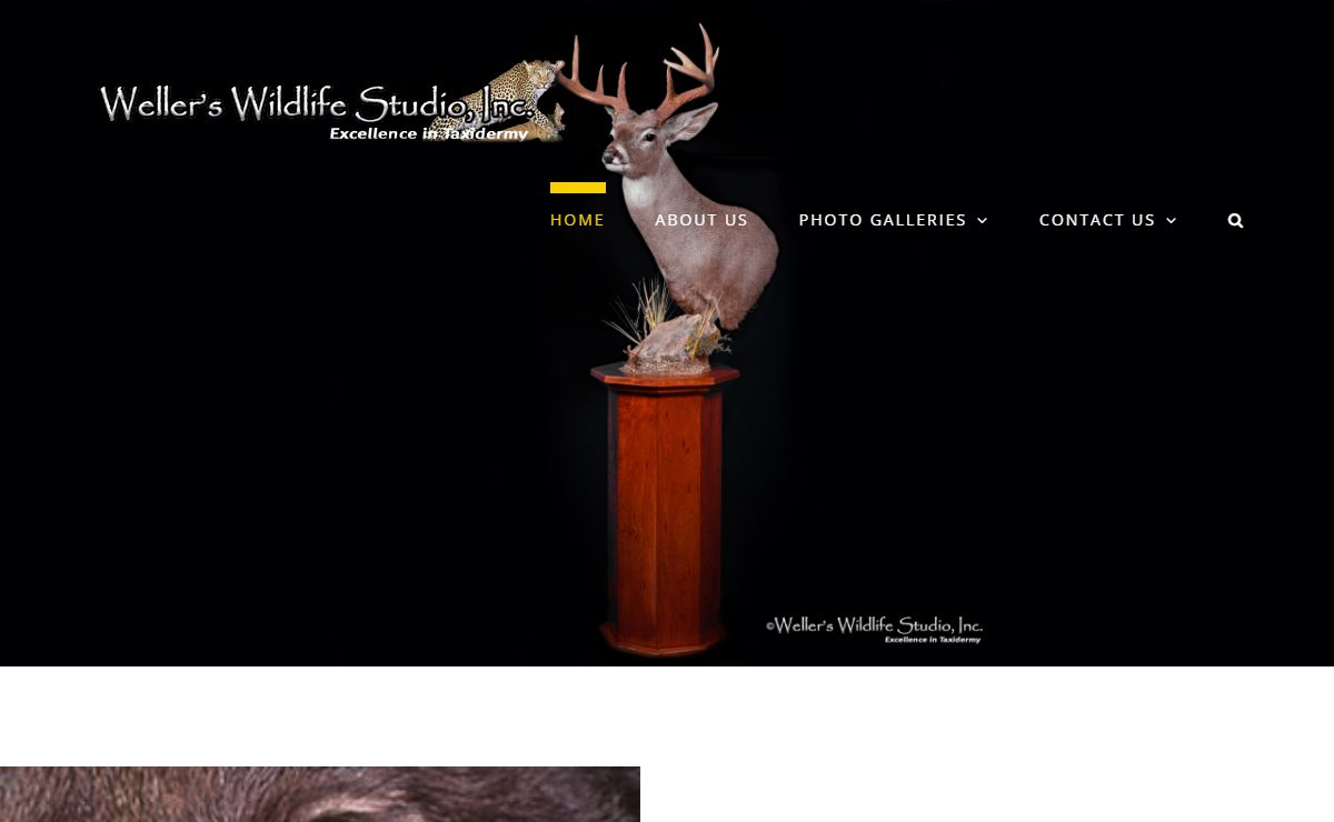 Home - Weller's Wildlife Studio