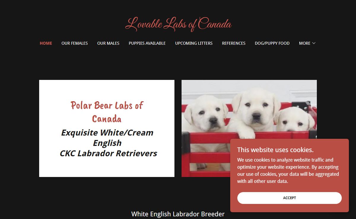 Lovable Labs of Canada - Labs of Canada, Polar Bear Lab