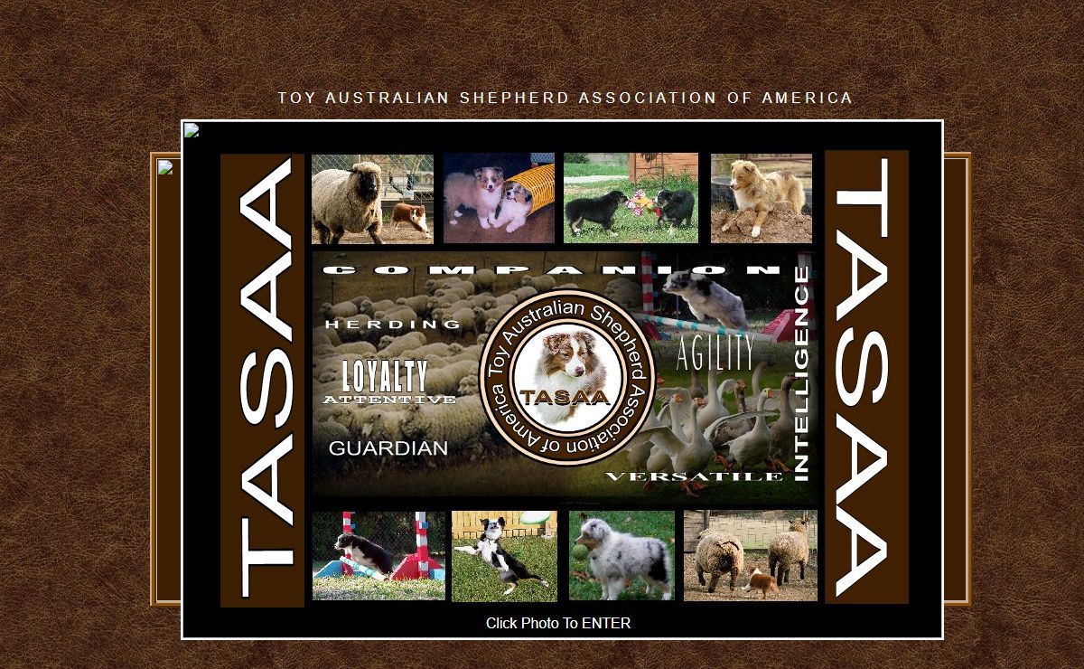 TASAA Toy Australian Shepherd Association of America