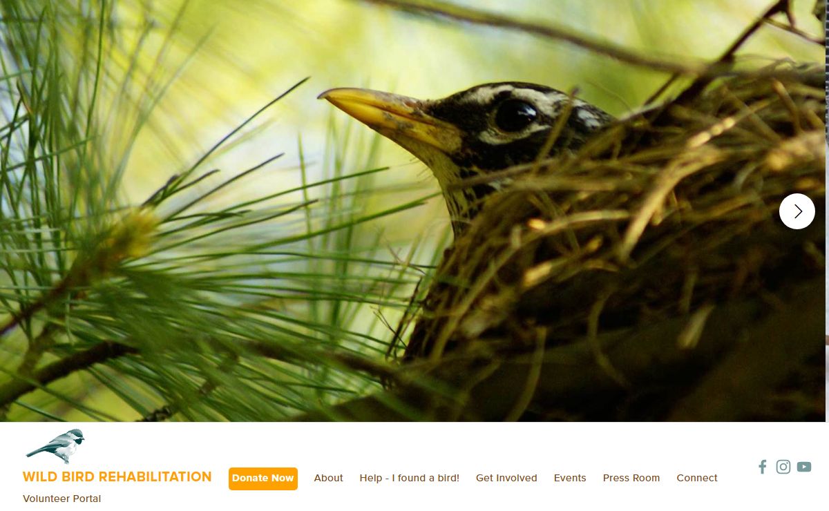 Wild Bird Rehabilitation