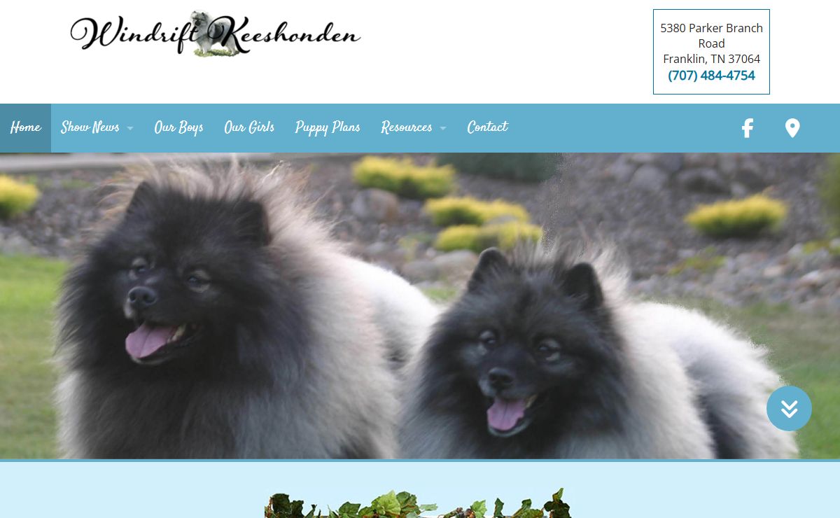 Windrift Keeshond: Pet Services | Santa Rosa