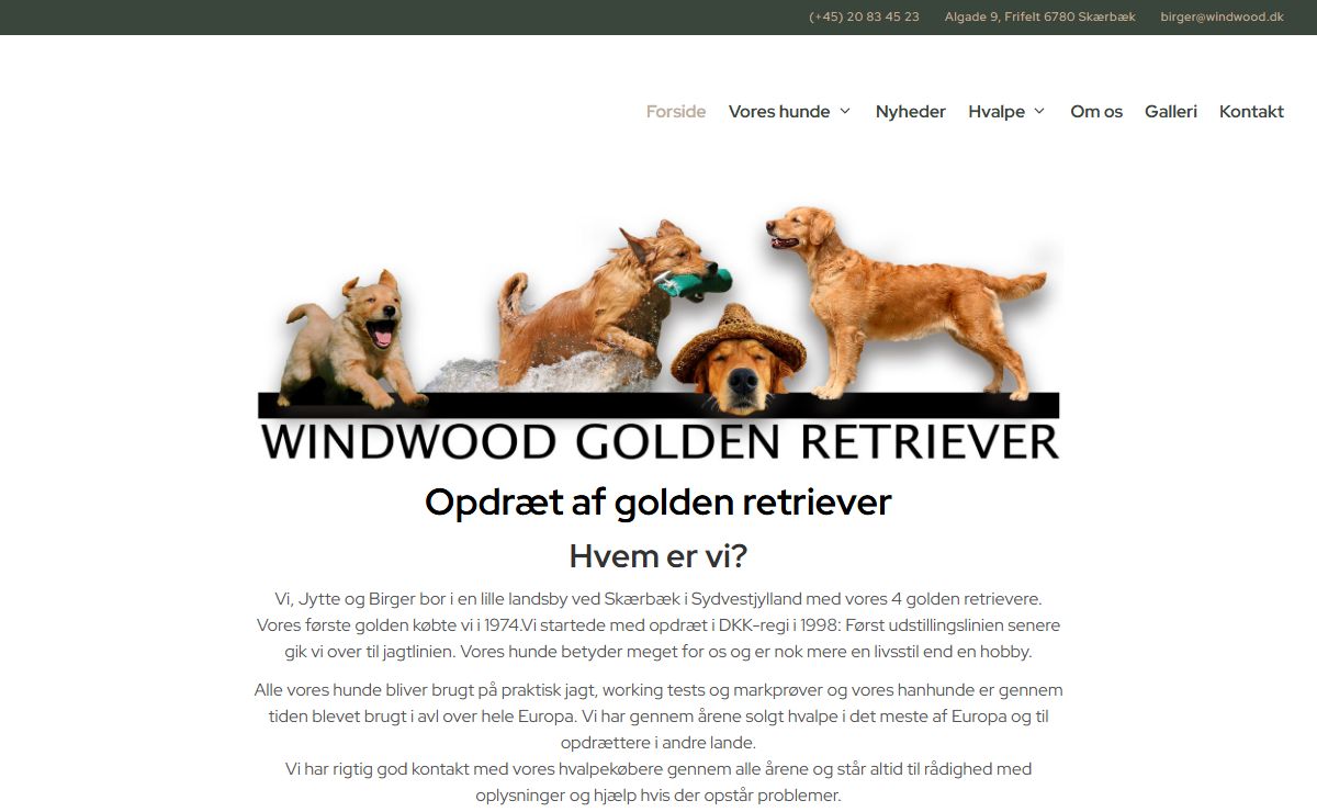 Opdræt af golden retriever til jagt-, prøve- og familiehund | Windwood
