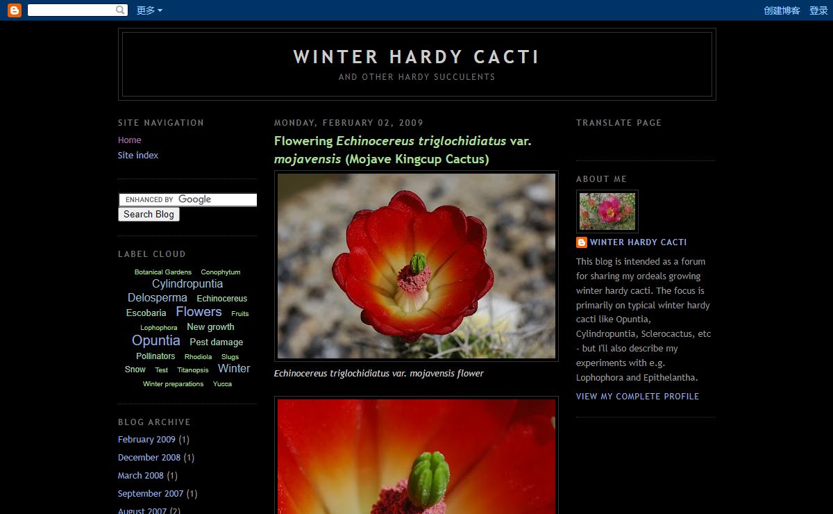 Winter Hardy Cacti - and other hardy succulents