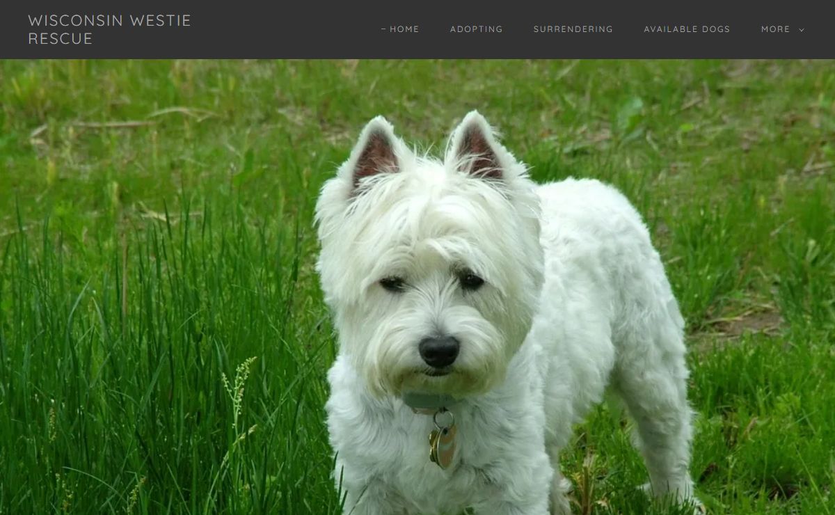 Wisconsin Westie Rescue - Westie Rescue, Westie Surrender