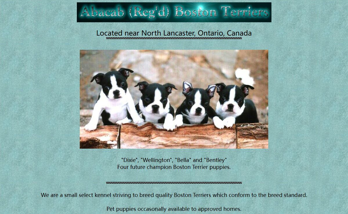 Abacab (Perm. Reg'd) Boston Terriers