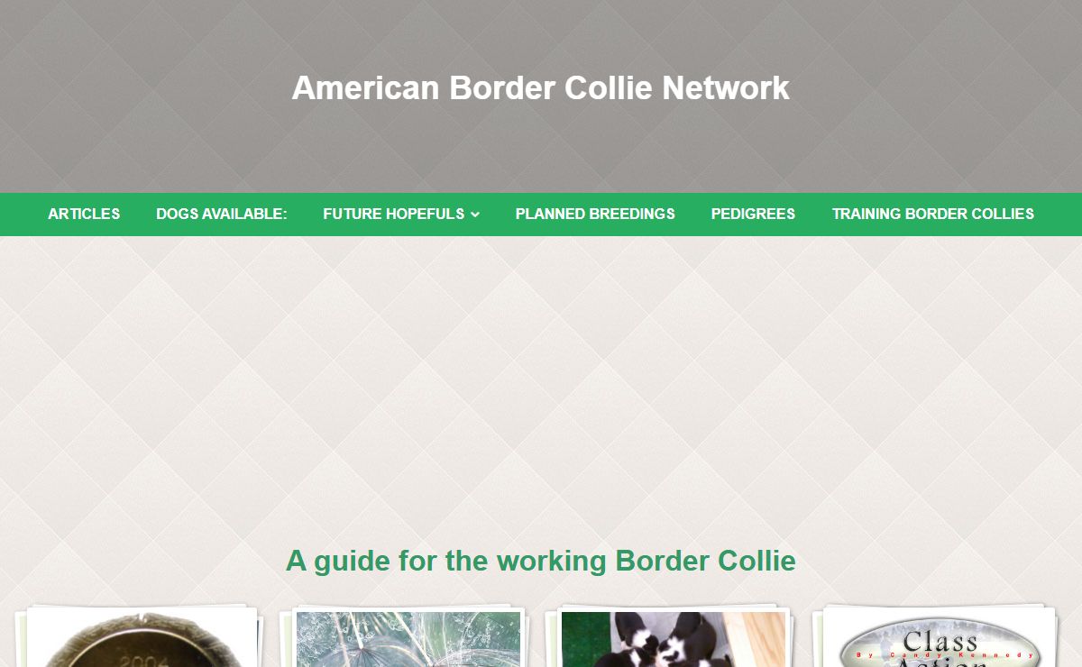 Main Page | American Border Collie Network
