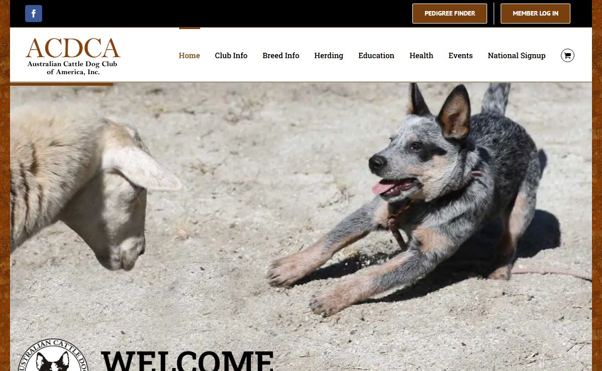 Australian Cattle Dog Club of America – Australian Cattle Dog Club of America
