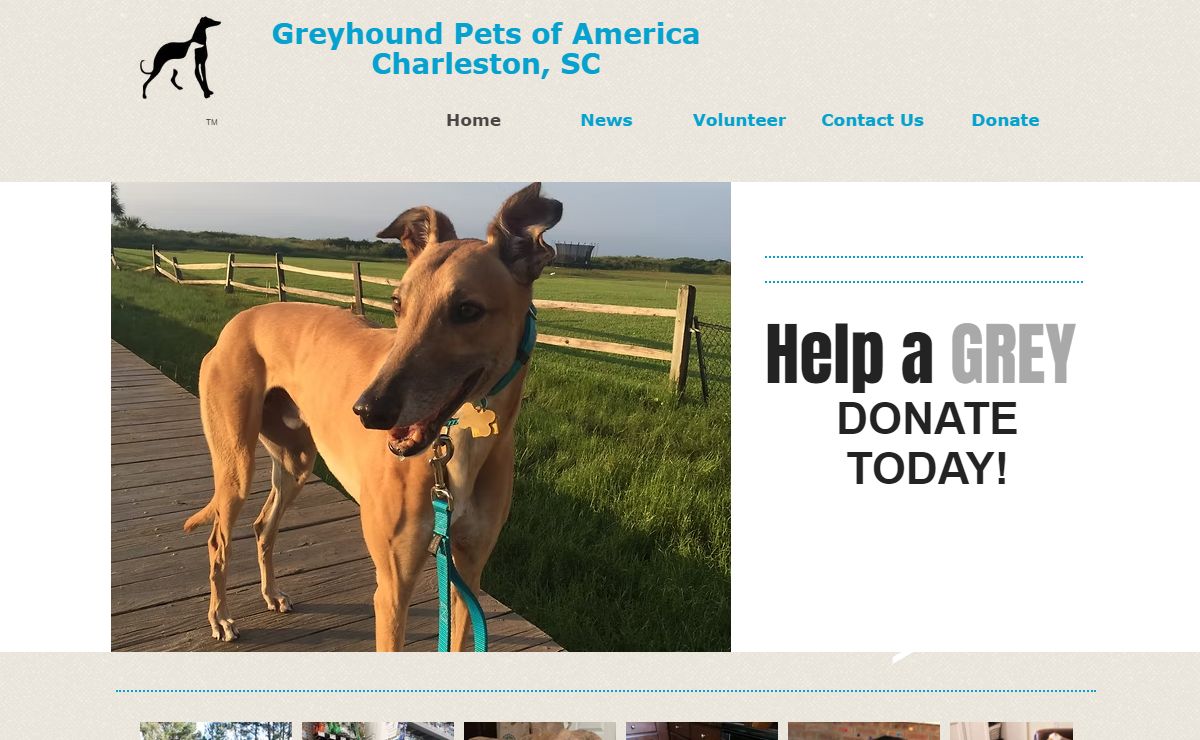 Greyhound Pets of America | Charleston, SC