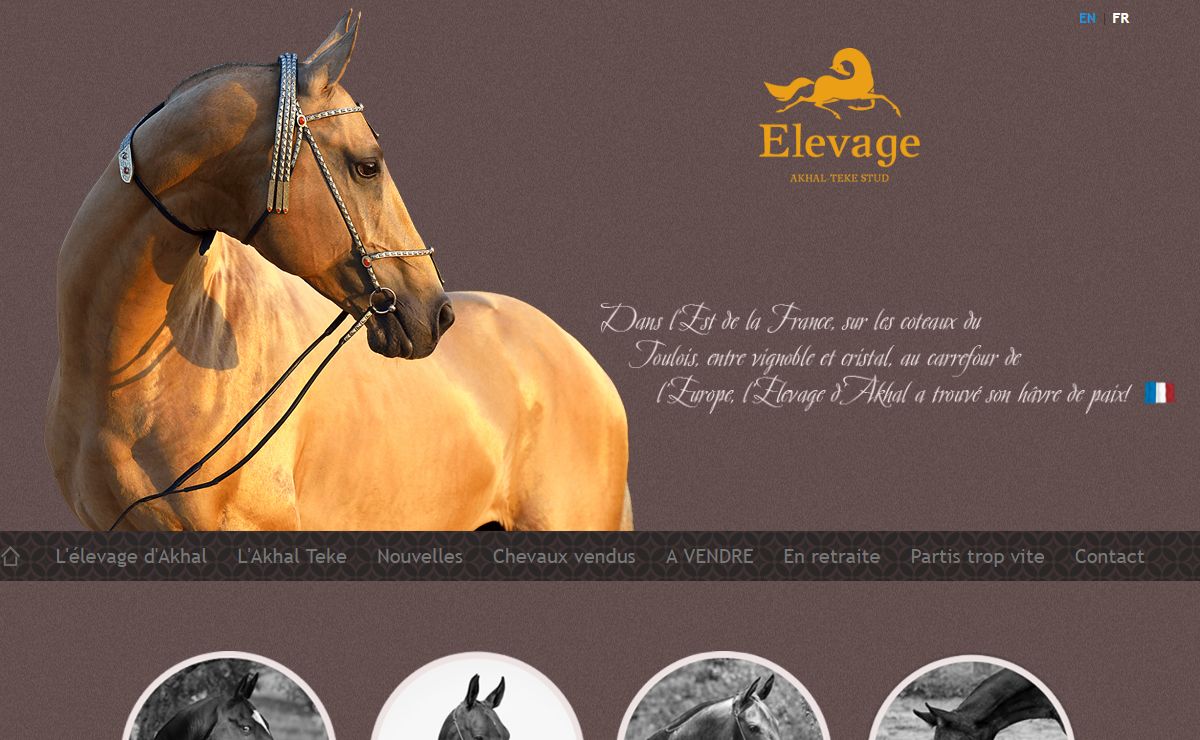 Elevage d`Akhal, France, chevaux Akhal Teke - Chevaux Akhal-Teke à vendre - Accueil