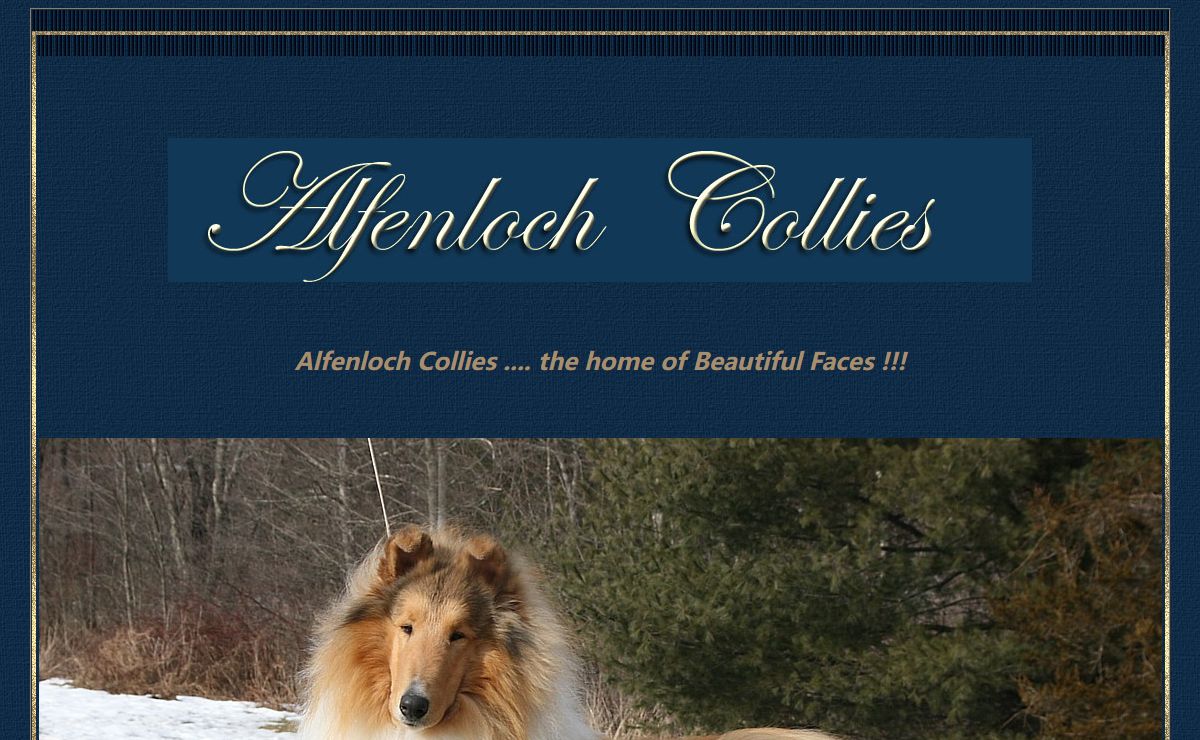 Alfenloch Collies, Collie puppies, breeders, Ontario, Canada - Rough Collie puppies Canada and USA - Alfenloch Countryview Starpower, Countryview Give My Regards, homepage of Alfenloch Rough Collie puppies; Alfenloch Collie puppies for show, pet/companion, and performance, Alfenloch Rough Collie dog breeders Ontario Canada, canadian collie breeders, collie breeders canada, Collies Ontario, Collies Canada, Collie puppies Ontario, Collie puppies Canada, Rough Collies Ontario, Rough Collies Canada, Collies, Rough Collies