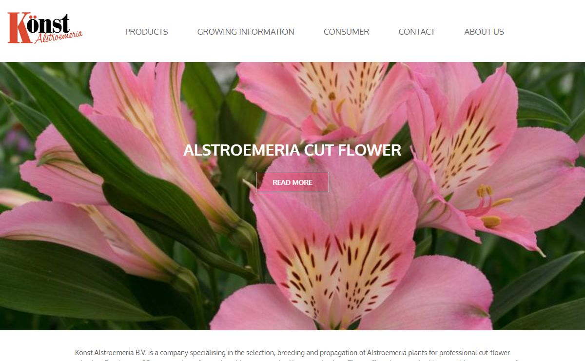 Konst Alstroemeria | Supplier of youngplants for the professional grower