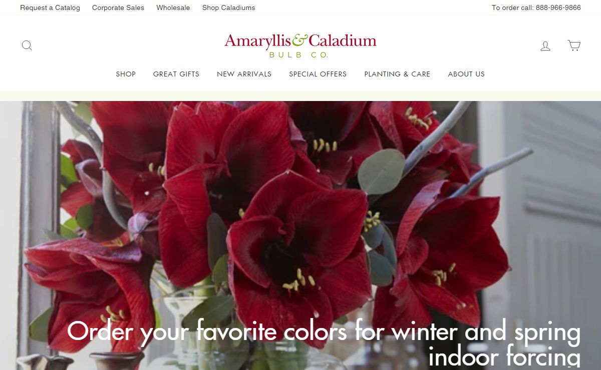Amaryllis Bulbs, Amaryllis Flower Bulbs - Amaryllis Bulb Company – Amaryllis & Caladium Bulb Company