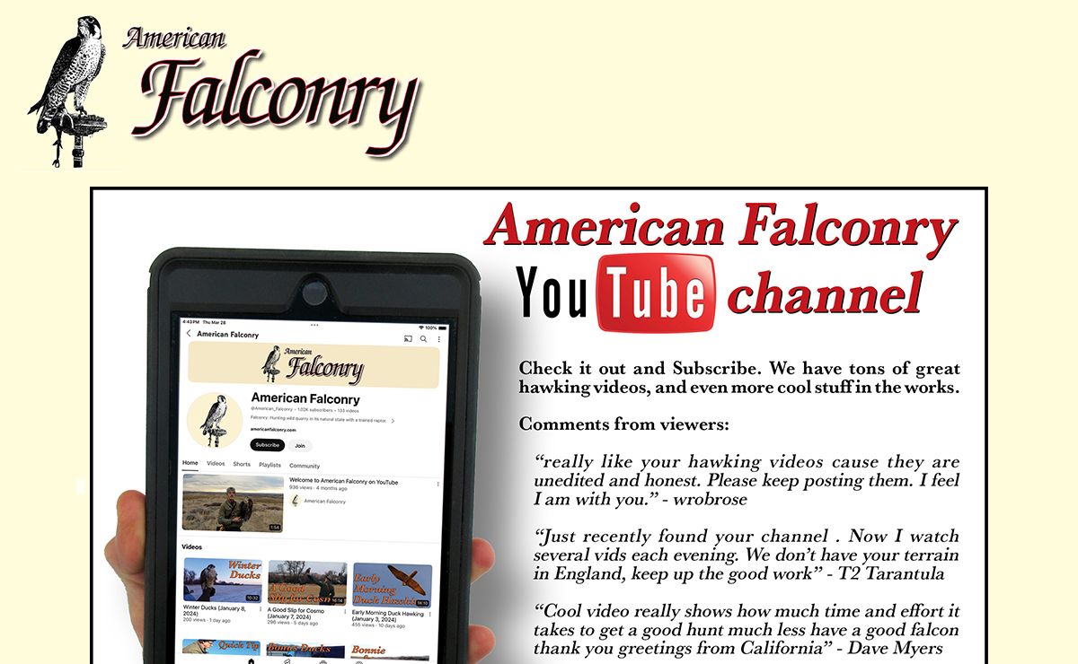 American Falconry