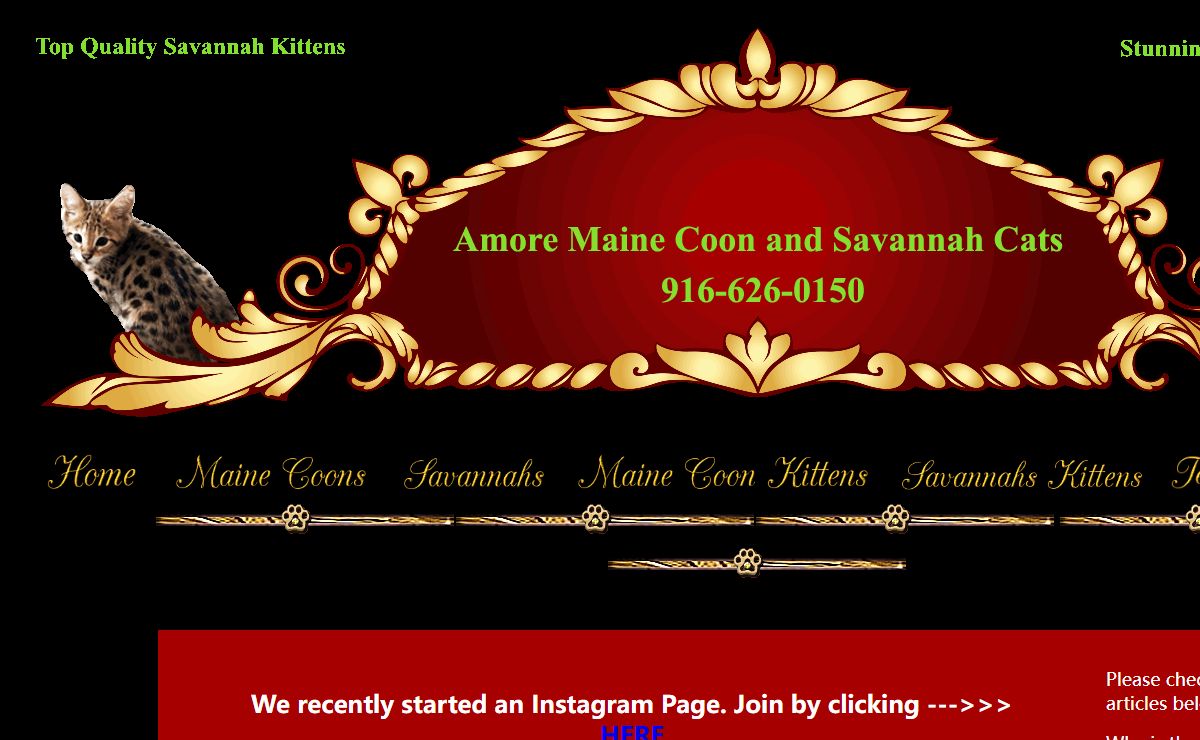 Get healthy and well-socialized Maine Coon Kittens in Sacramento, CA, from Maine Coon Cats. We are proud breeders of well socilized Maine Coon Kittens. Check them out!.